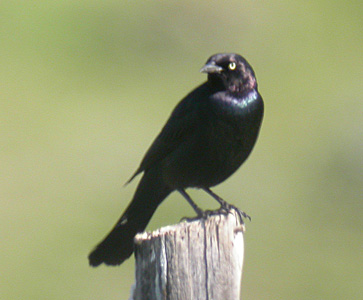 Brewer\'s Blackbird