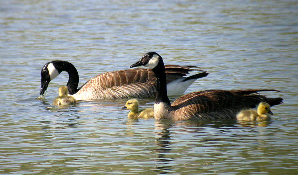 Canada+goose