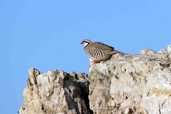 [صورة: ChukarBSh1.jpg]