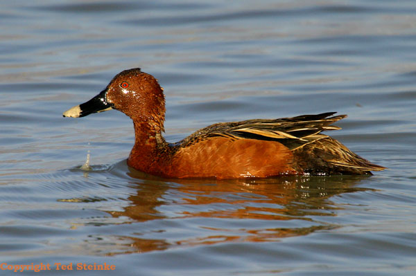Cinnamon Wing Teal