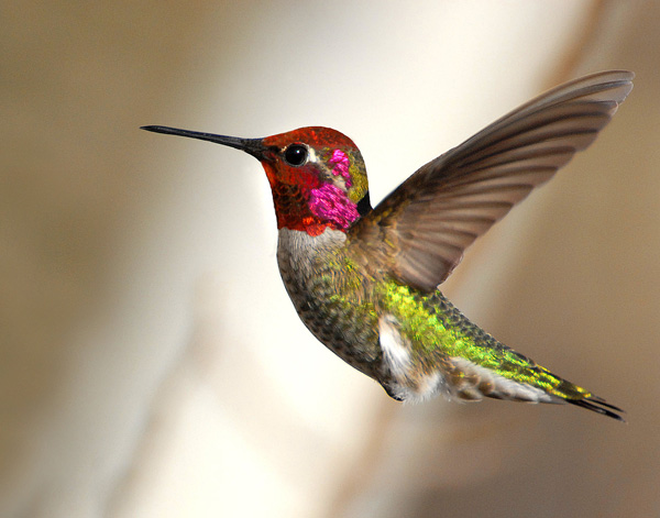 Featured image of post Hummingbird Flying Backwards In hong kong in the 1990s three twentysomethings search