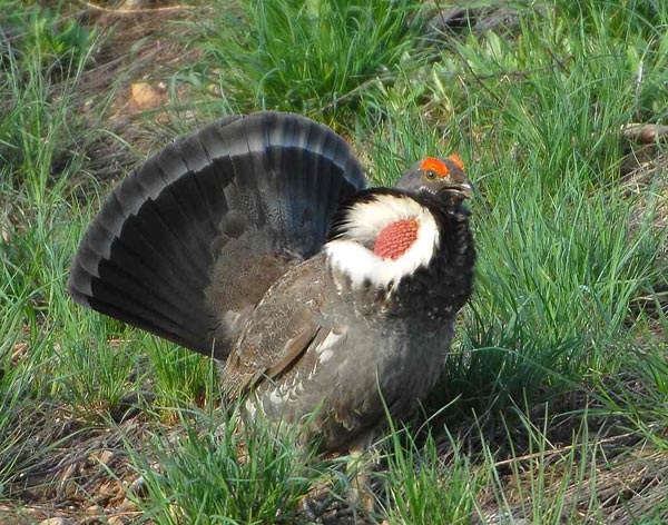 blue grouse stamp