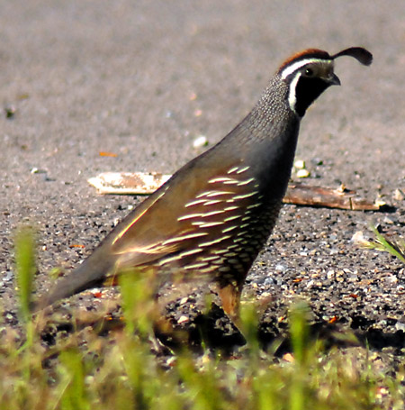 California Quail