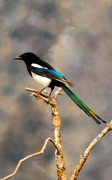 Black Magpie