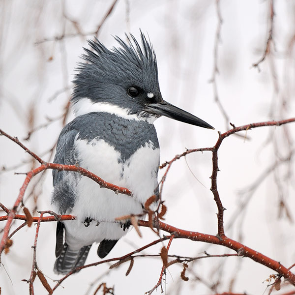 Belted Kingfisher