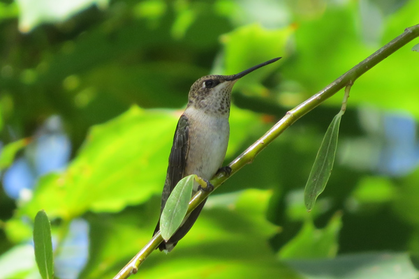 black chinned hummingbird black chinned hummingbird