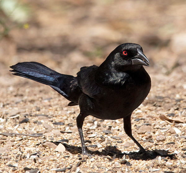 morgue Populær Ansøgning Bronzed Cowbird