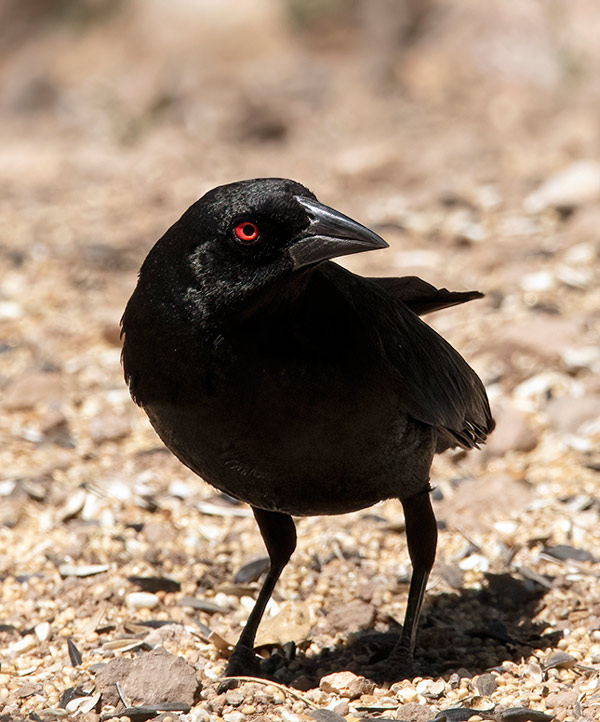 morgue Populær Ansøgning Bronzed Cowbird