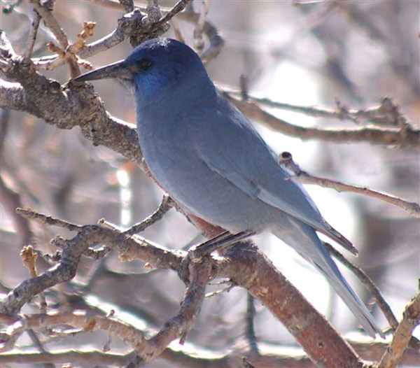 Collection 97+ Images pictures of birds in utah Stunning