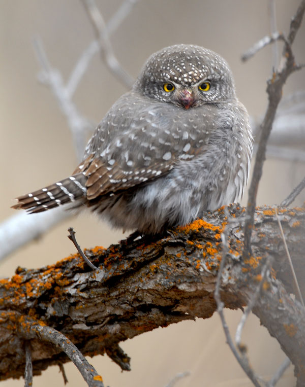 http://www.utahbirds.org/birdsofutah/BirdsL-R_2/NorthernPygmyOwlPH4.jpg