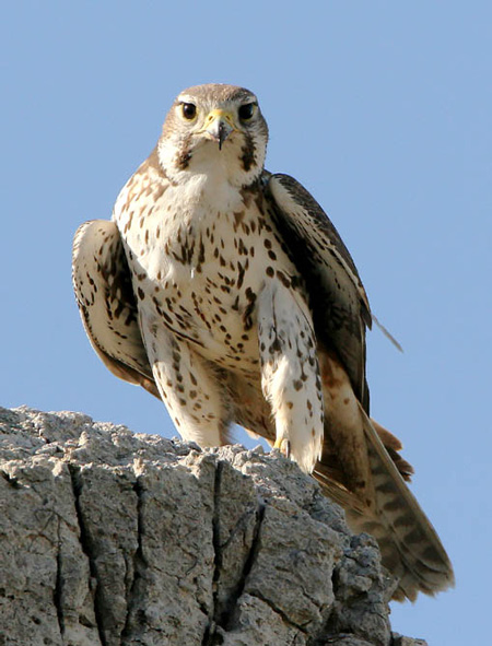 Prairie Falcon