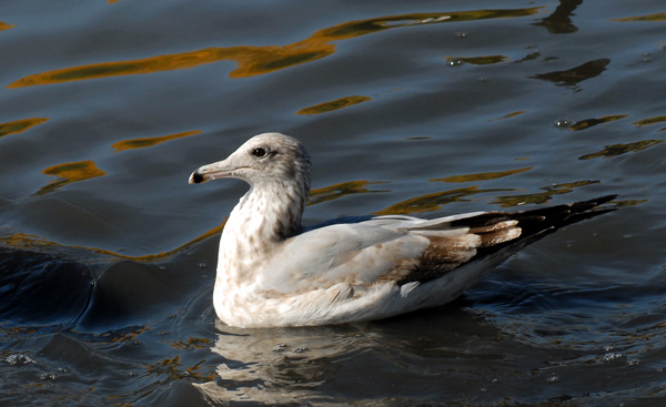 Mew Gull, view 7