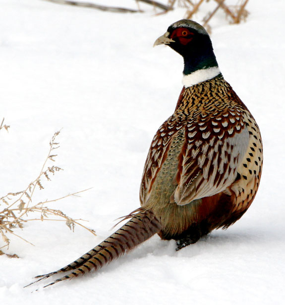 Pictures Of Ring-Necked Pheasant - Free Ring-Necked Pheasant pictures 
