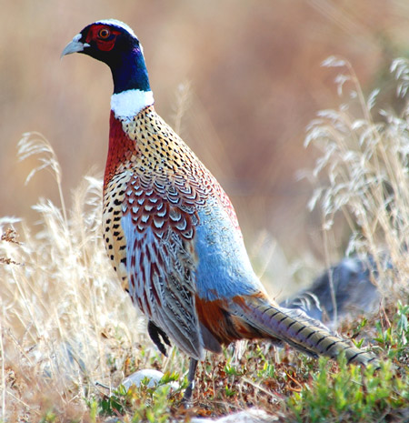 Pictures Of Ring-Necked Pheasant - Free Ring-Necked Pheasant pictures 