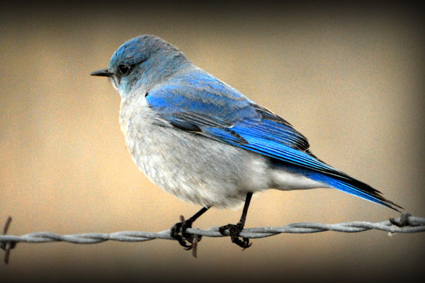 http://www.utahbirds.org/birdsofutah/BirdsL-R_3/MountainBluebirdRH1.jpg