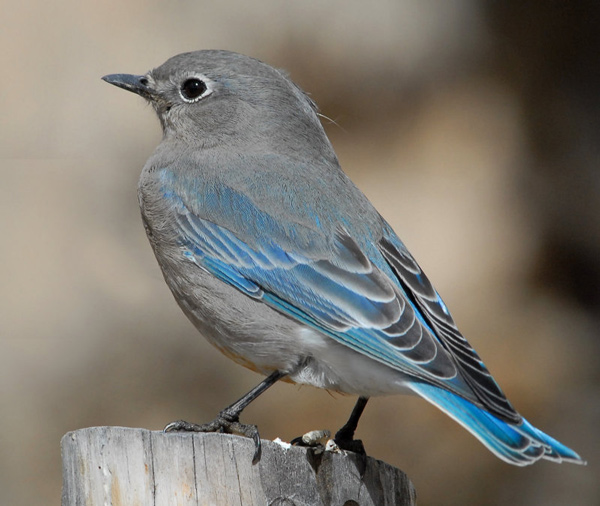 http://www.utahbirds.org/birdsofutah/BirdsL-R_4/MountainBluebirdPH7.jpg