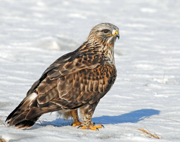 juvenile rough legged hawk