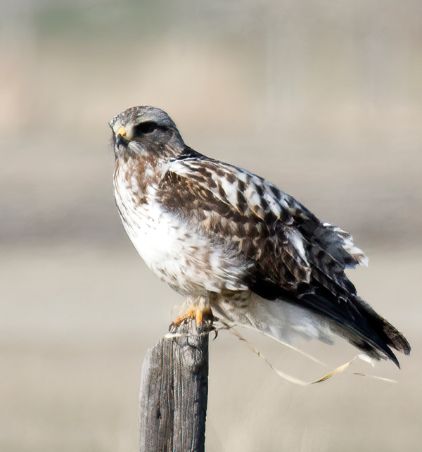 juvenile rough legged hawk