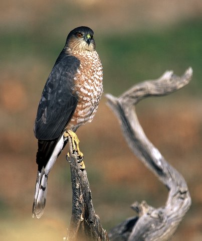 Hawk Bird on Sharp Shinned Hawk