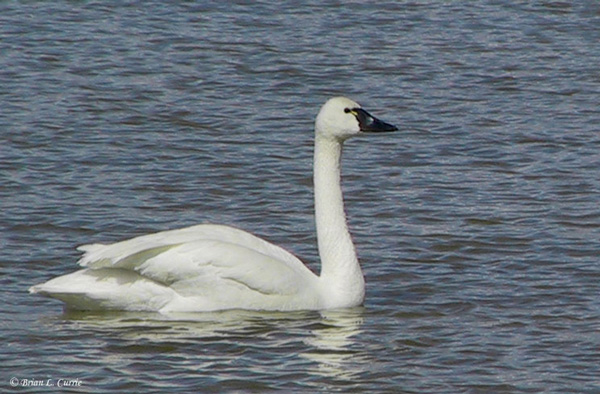 Pictures Of Tundra Swan - Free Tundra Swan pictures 