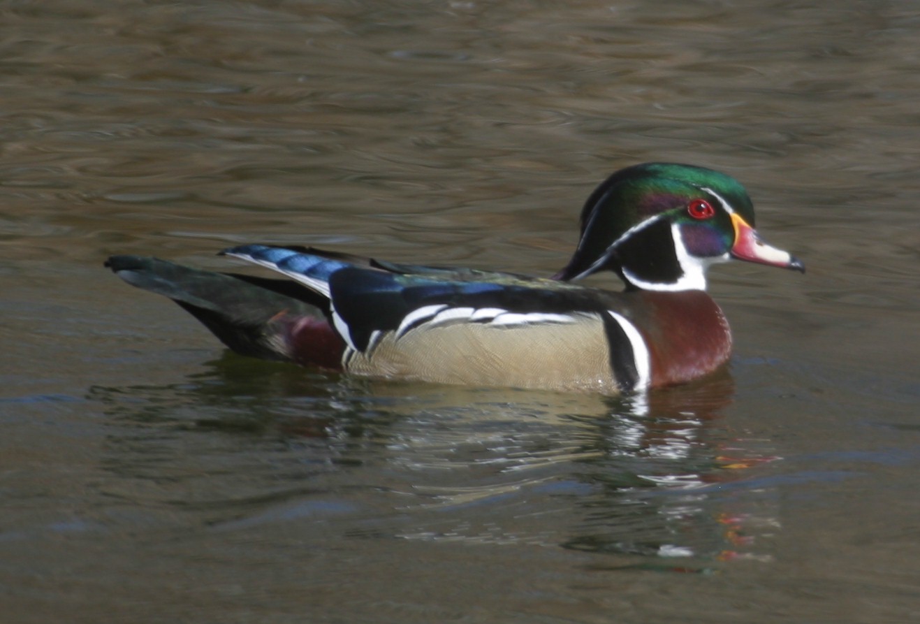Mandarin Duck : r/pics