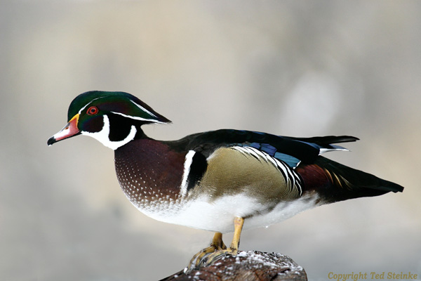 wood duck. Wood Duck