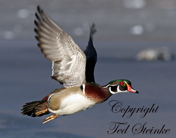 Wood Duck