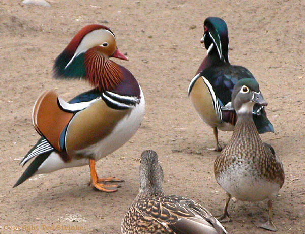 wood duck pictures. Wood Duck Aix sponsa