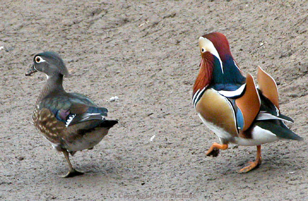 mandarin MandarinDuckTS2.jpg