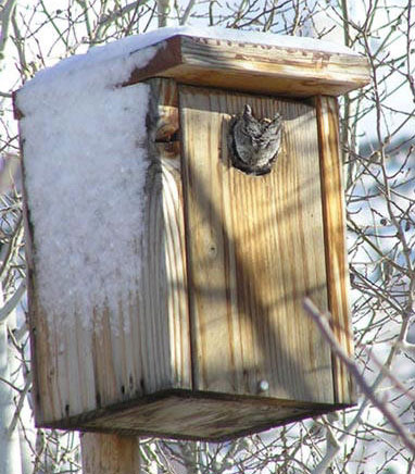 Screech Owl Nest Plan