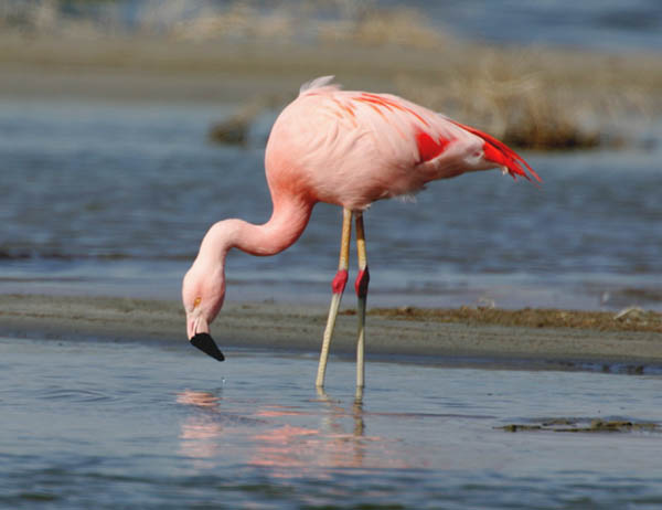 Where to find the Pink Water at The Great Salt Lake