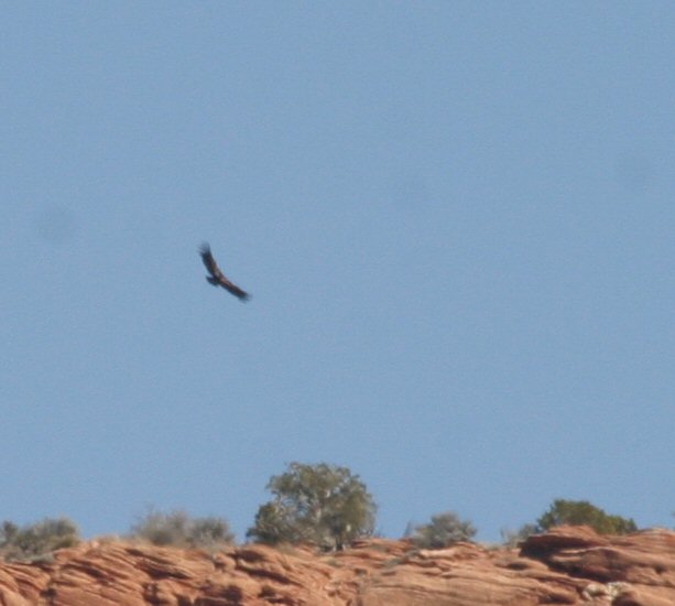 california condor flying. Condor Soaring in the
