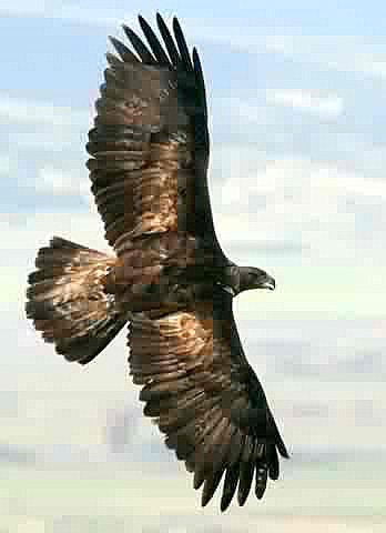 golden eagle flying. Golden Eagle Aquila chrysaetos