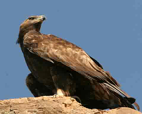 golden eagle flying. Golden Eagle Aquila chrysaetos