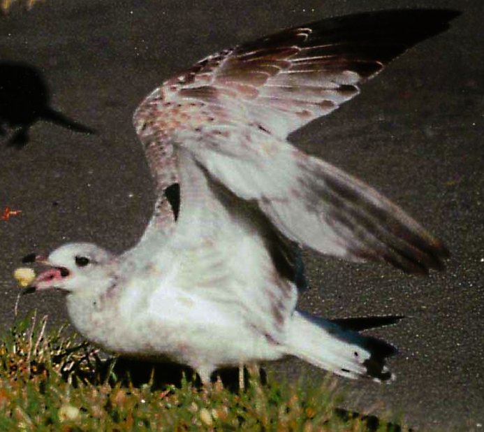 Mew Gull, view 2