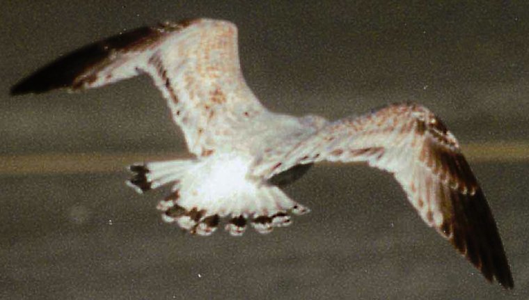 Mew Gull, view 7