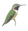 Broad-tailed Hummingbird