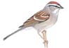 Chipping Sparrow