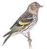 Pine Siskin